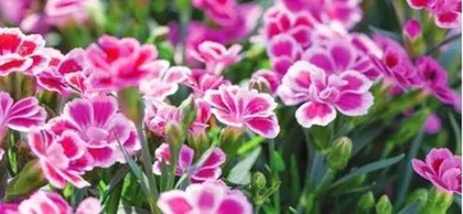 What flowers are easy to grow and have a long blooming period? A list of low-maintenance, long-blooming flower varieties