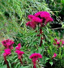 Cockscomb's colorful blossoms (Exploring the colorful world of cockscomb)