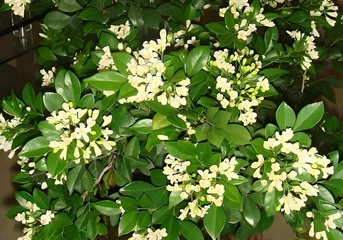 Creating a Blooming Garden of Walsin (Walsin Care Guide)