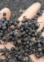The efficacy, functions, and dietary methods of litsea, the wellness philosophy of a natural spice and medicinal treasure trove