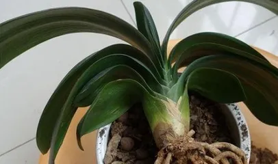 How to deal with Clivia root rot: Diagnosis, treatment, and prevention strategies