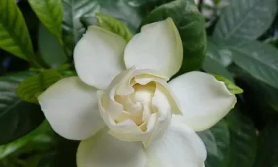 What is the meaning of the gardenia flower, a symbol of joy, eternity, and waiting.