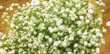 What is the meaning of starflowers, the emotional code in the language of flowers