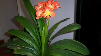The Choice and Use of Fertilizer for Clivia Miniata (Creating Healthy and Strong Clivia)