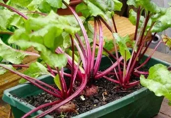 How to grow potted vegetables, easily create a home vegetable garden