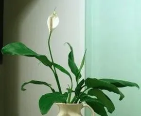 How to fertilize a white palm, scientific fertilization to help it bloom smoothly