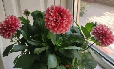 What kind of flower is beautiful, easy to care for, and has a long blooming period? A review of low-maintenance flowers with long flowering seasons and excellent ornamental value.