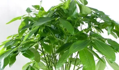 Cultivation Tips for Hydroponic Lucky Bamboo (How to Make Hydroponic Lucky Bamboo More Thriving?)