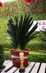 Clivia Miniata, the flower of Changchun City, carries the meaning and implication of elegance and rich cultural heritage.