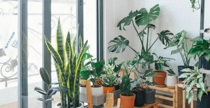 Ideal plant choices in front of the gate (plants are essential for creating a warm and inviting home environment)