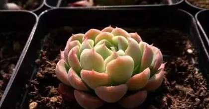 How often to water succulents, master the optimal watering frequency to let succulents grow vigorously