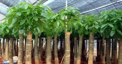 Care Guide for Money Tree (Potting Time, Fertilizer, Watering, Pruning, Light, Temperature, Pest and Disease Control, Propagation Methods)