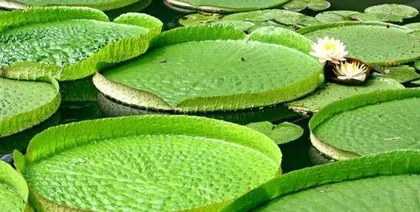 What is the water lily plant, the ecological mysteries and ornamental charm of the aquatic giant