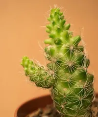 Explore the wonders of cacti (unveiling their characteristics and classification, understanding their role in ecosystems)