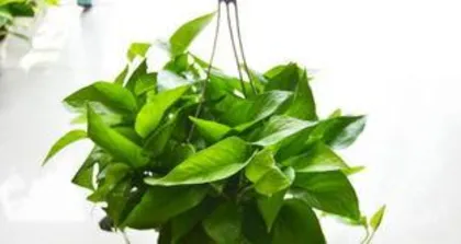 What is the meaning of the heartleaf philodendron? It symbolizes vitality, and is a guardian that purifies the mind.