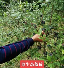 The Wonder of Blueberries and Grapes (Analyzing the Benefits and Effects of Blueberries and Grapes, Exploring Why They Are So Popular)