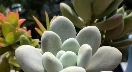 How to water Echeveria 'Dusty Rose', master the water balance to grow beautiful plant shapes