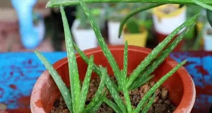 How to choose the right fertilizer for aloe vera? (It is very important to choose the right fertilizer for your aloe vera!)