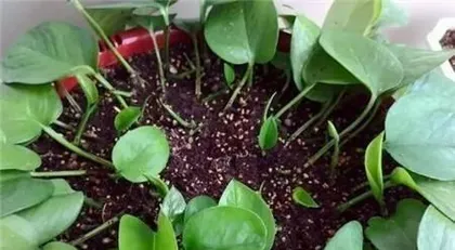 When is the best time to propagate pothos? The secret to the ideal pothos cutting time is revealed.