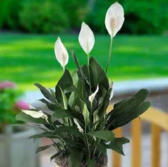 How to grow white orchids, a comprehensive analysis from growth environment to daily care