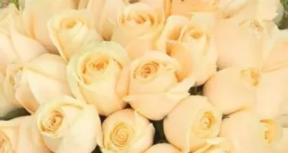 What is the meaning of a champagne rose, a symbol of sweet love and noble elegance
