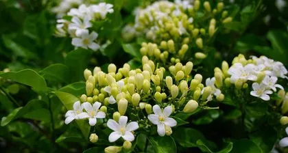 Pruning Techniques After米兰 Blooms (The Secret Weapon for Creating a Beautiful Garden)
