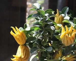 How to plant Buddha