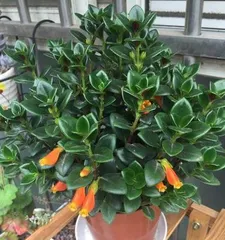 The flowering period and blooming time of Pothos (To understand the flowering period of Pothos, make your plant more beautiful)