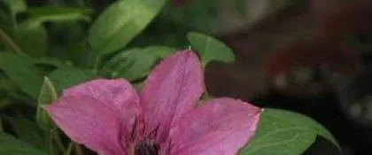 How to propagate clematis, sowing, division, cuttings, easily master propagation techniques