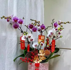 Orchids are the ideal choice for an office (How to best place orchids in an office)