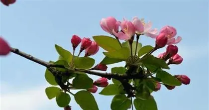 Plants Representing Etiquette (From Flowers to Trees, Looking at Common Plants in Etiquette)