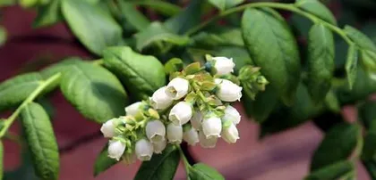 When do blueberries bloom and bear fruit? The blooming and fruiting schedule.