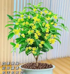 Is the fragrance of seasonal osmanthus toxic? The truth is revealed! (The mysterious veil of seasonal osmanthus lets us explore the truth!)