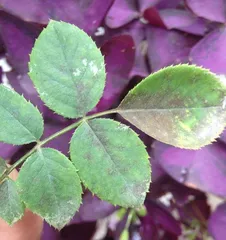 What is the white spot disease on rose leaves? Unveiling the causes and prevention strategies of powdery mildew
