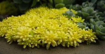 How to care for Sempervivum tectorum: the perfect balance of sunlight, soil, watering, and temperature
