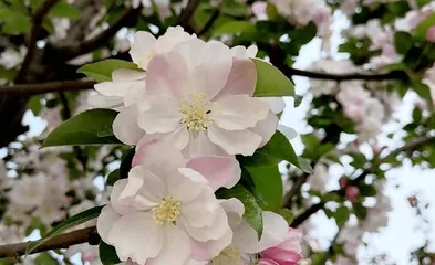 Flowers suitable for planting outdoors in winter (choose cold-tolerant flowers to create beautiful landscapes for winter gardens)