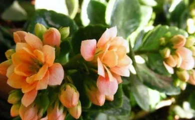 How to Grow Longevity Flowers at Home: A Comprehensive Guide from Soil to Pruning