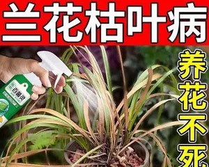 Orchid root rot: How to save it? (Causes, prevention, and treatment methods for orchid root rot)