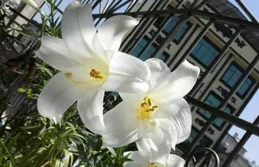 How to grow lilies well? (Comprehensive analysis of key points for lily care!)