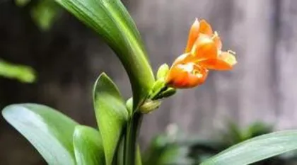 How to water Clivia, master the watering skills to make your Clivia's leaves green and flowers bright