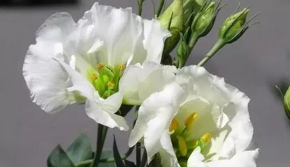 What is the meaning of the Eustoma flower, a flower symbol of sincere emotions and beautiful connotations?