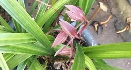 How to cultivate orchids with purple backs, the secrets to beautiful blooming periods