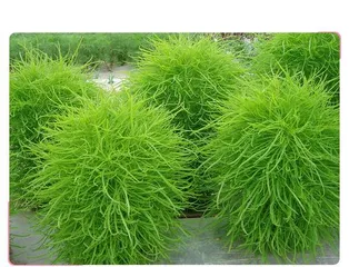 The Mystery of the Life Cycle of Kochia (Perennial or Annual Plant? — Unveiling the True Identity of Kochia)