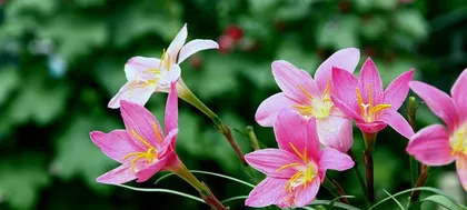 The blooming frequency of lilyturf (Exploring the blooming time and characteristics of lilyturf)