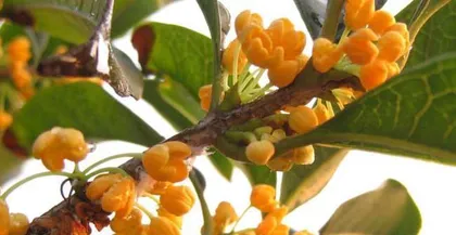 The Techniques for Indoor Care of Golden Osmanthus (Essential Choice for Creating a Beautiful Indoor Garden)