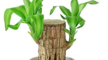 How to Solve the Problem of Black Leaf Tips on a Brazilian Tree? (Learn the Correct Care Methods to Revitalize Your Plant) 2