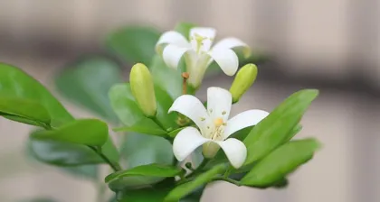 Planting and Care of Murraya paniculata (Simple Care Methods, Suitable Environment and Management Techniques) 3