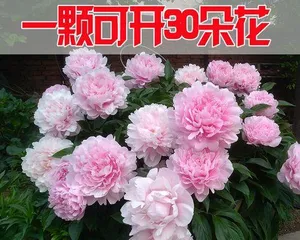 Peony Post-Flowering Care Guide (Let Peonies Bloom Beautifully Again) 1