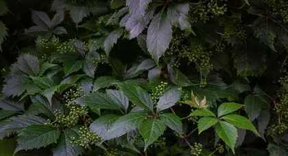 Climbing Plants Encyclopedia (Exploring the Wonderful World of Climbing Plants, Getting to Know Diverse Climbing Organisms) 1