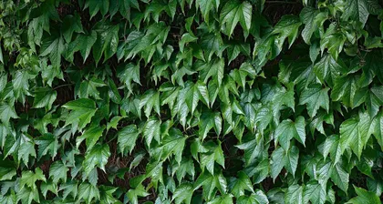 Climbing Plants Encyclopedia (Exploring the Wonderful World of Climbing Plants, Getting to Know Diverse Climbing Organisms) 2